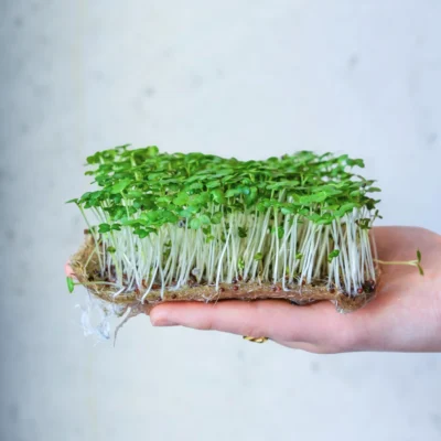 Microgreens de mostaza wasabi listos para cosecha