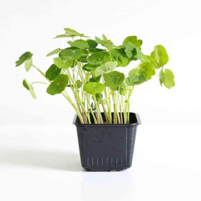 Microgreens de Capuchina Tom Thumb listas para usar