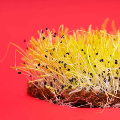 Κρεμμύδι Barbra microgreens καλλιεργημένα από τους δικούς μας σπόρους