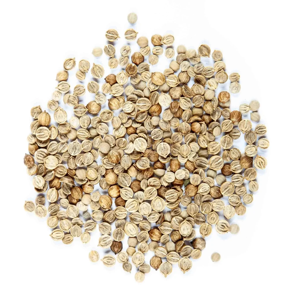 Cilantro – Coriandro, Semillas partidas para Microgreens
