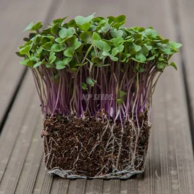 Microgreens de BIO Colirrábano, Rojo cultivados a partir de nuestras semillas