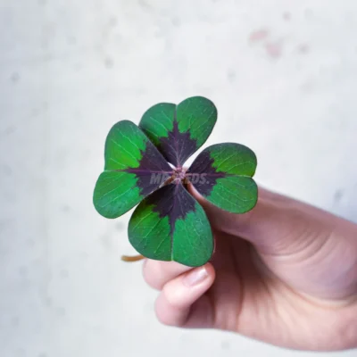 Hojas comestibles de Oxalis Deppei a partir de semillas MP SEEDS
