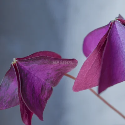 Hojas comestibles de Oxalis Triangularis Mijke a partir de semillas MP SEEDS