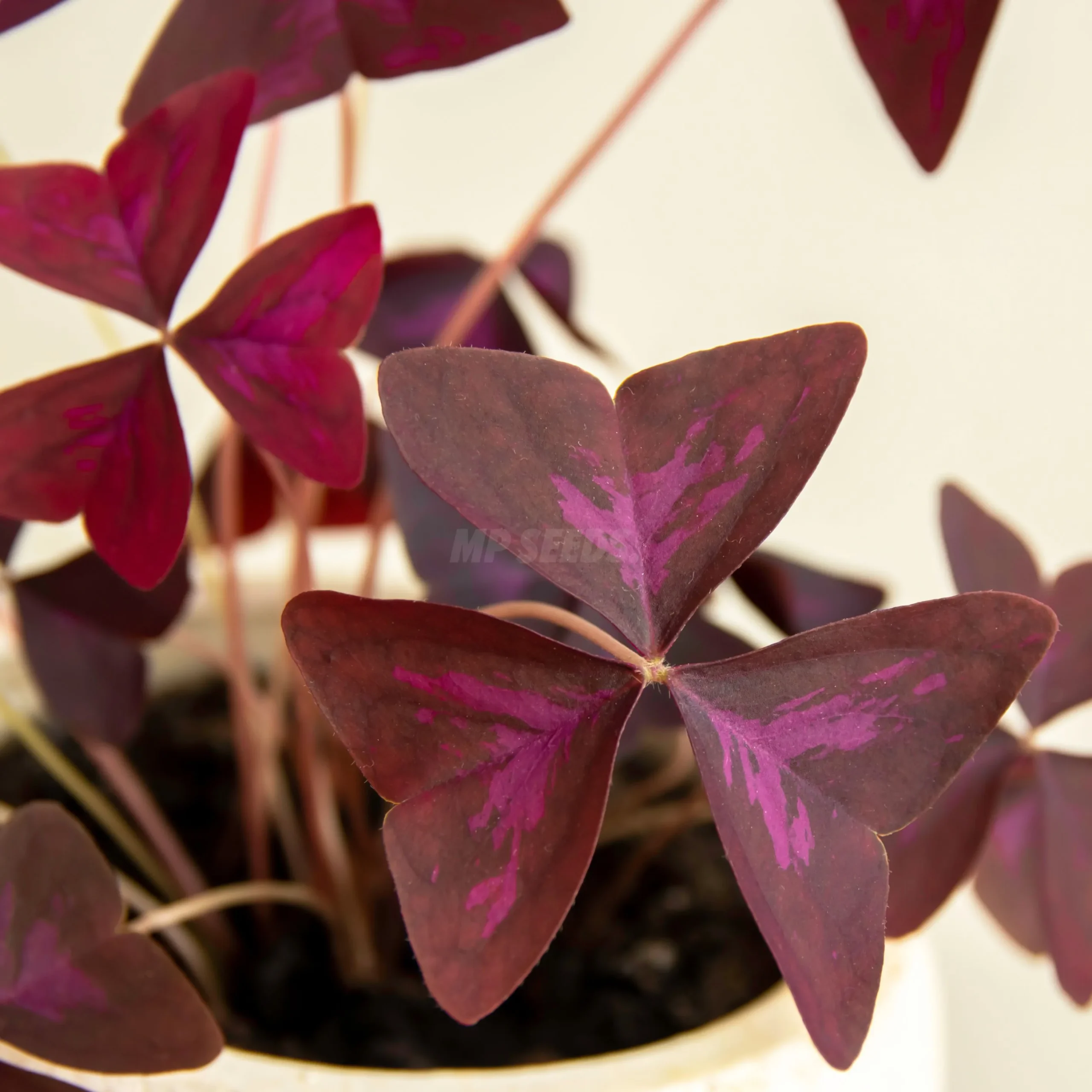 Occalis Triangularis Oxalis, Triangularis Mijke Bulbos - MP Seeds