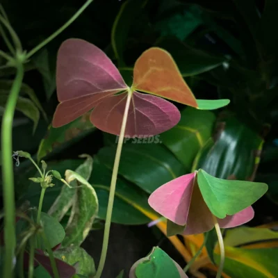 Microgreens de Oxalis Triangularis cultivadas a partir de semillas de MP Seeds