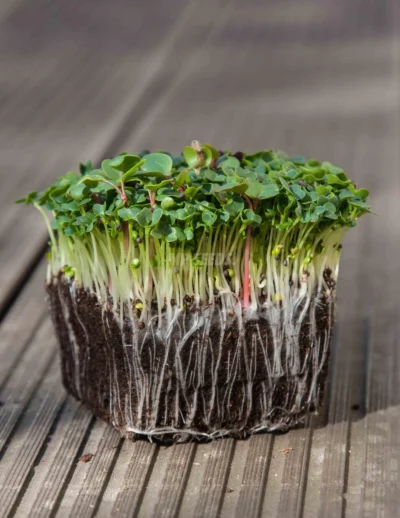 Pak Choi, Λευκοί Μίσχοι microgreens καλλιεργημένα από MP Seeds σπόρους