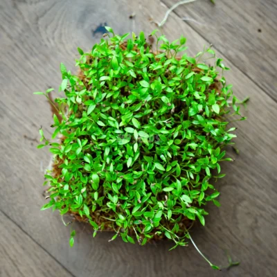 Μαϊντανός, Σγουρός microgreens καλλιεργημένα από MP Seeds σπόρους - λήψη από πάνω