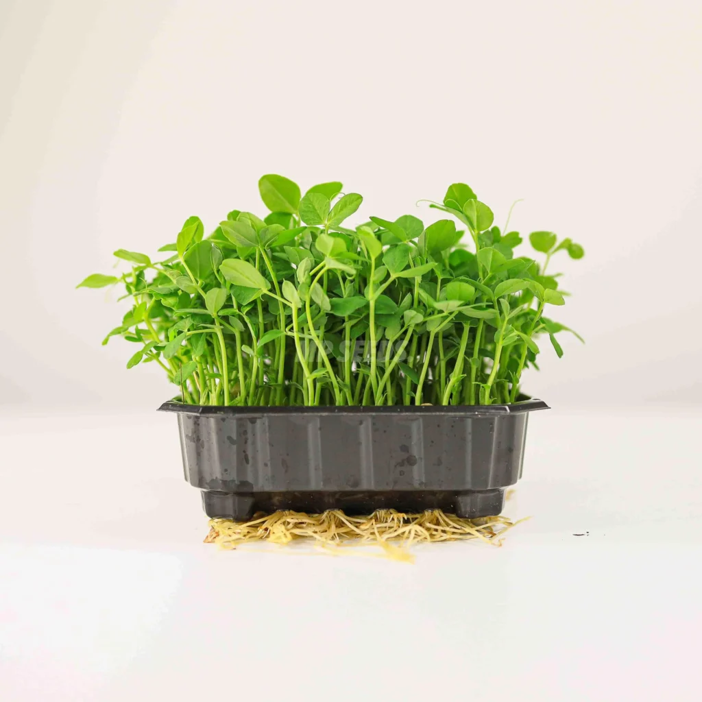 Microgreens de guisante Dunn cultivadas a partir de nuestras semillas
