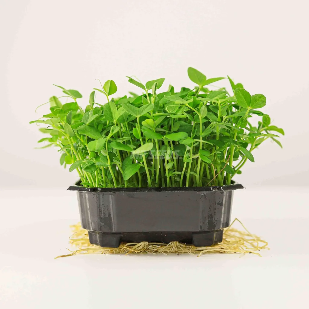 Pousses de pois Dunn à partir de graines de MP Seeds