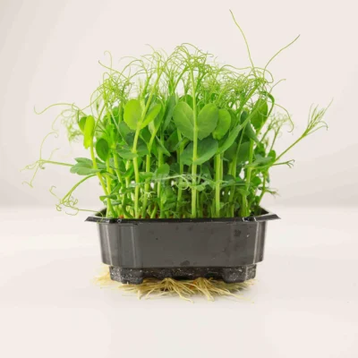 Microgreens de guisante Frilly 2.4 cultivados a partir de nuestras semillas