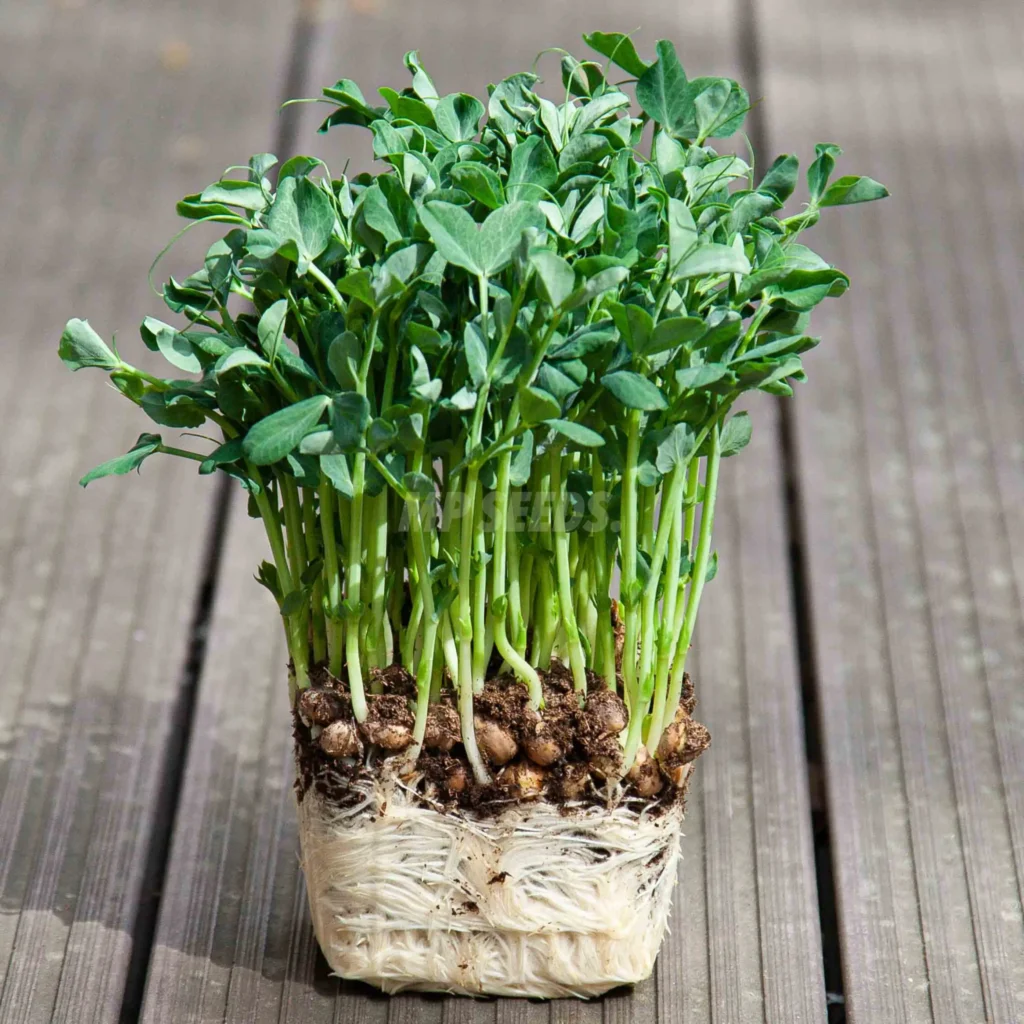 Microgreens de guisante pea salad MPSEEDS