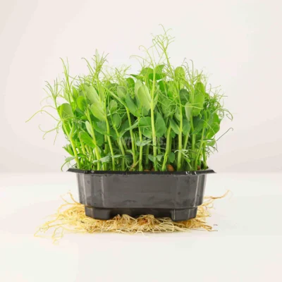 Microgreens de guisante Taiga cultivados a partir de semillas MP Seeds