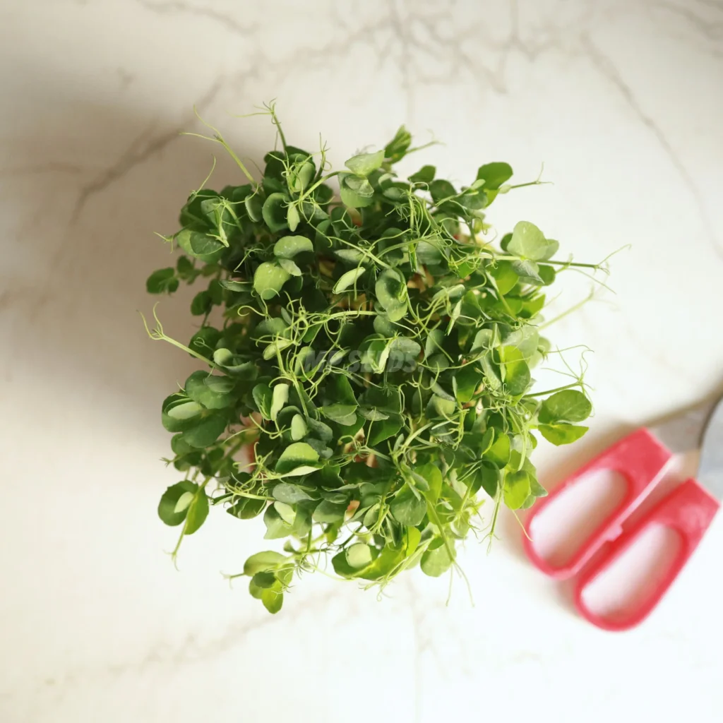 Microgreens de guisante a partir de semillas de MPSEEDS