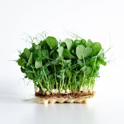 Microgreens de guisante blanco con semillas blancas y brotes verdes.