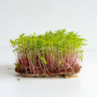 Κατιφές, Peruvian - Huacatay microgreens καλλιεργημένα από MP Seeds σπόρους - πλαϊνή όψη