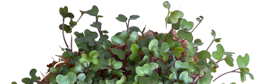plantas
