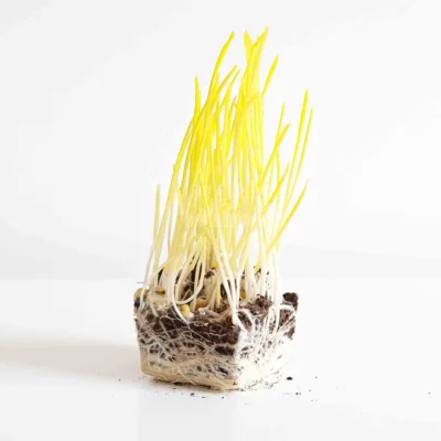 Microgreens de Maíz Popcorn cultivados a partir de semillas MP Seeds