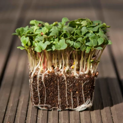 Microgreens de Rábano Daikon procedentes de nuestras semillas