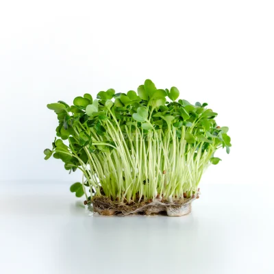 Microgreens de rábano Daikon cultivados a partir de semillas de MP SEEDS.