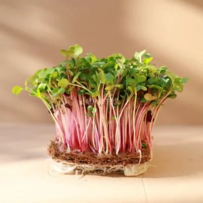 Microgreens de rábano MicroMix cultivados a partir de nuestras semillas