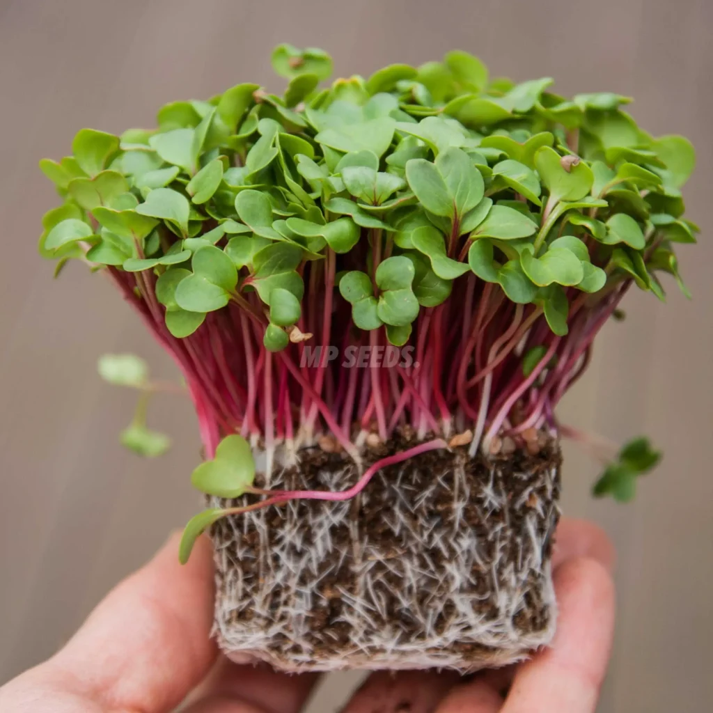 Microgreens de Rábano Rosa a partir de nuestras semillas