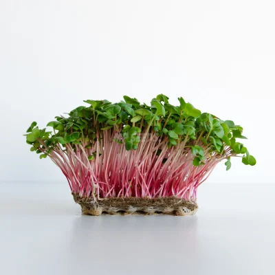 Microgreens de rábano Pink con tallos rosa coral y hojas verdes, cultivados a partir de semillas de MP SEEDS.