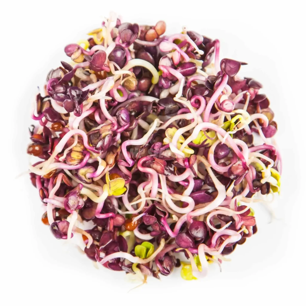 This photo shows radish Red Rambo sprouts