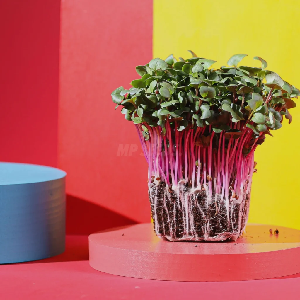 Esta imagen muestra microgreens de Rábano, Rose.