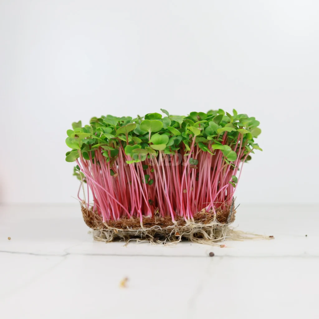 Los microgreens de Rábano, Rose