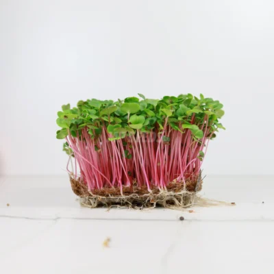 Microgreens de Rábano Rose cultivadas a partir de nuestras semillas