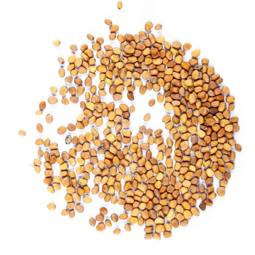 semillas de rábano para microgreens