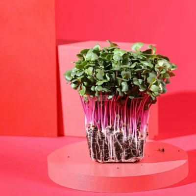 Microgreens de Rábano Rose cultivadas a partir de semillas de MP Seeds