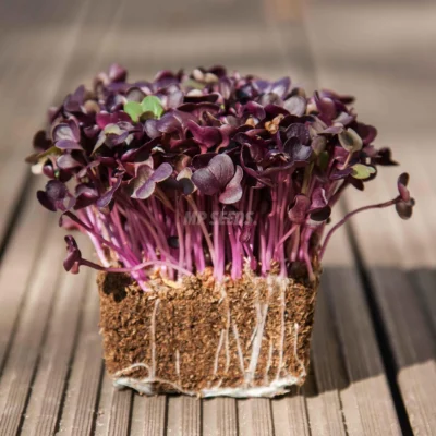 Microgreens de Rábano Rojo Rambo cultivadas a partir de semillas de MP Seeds