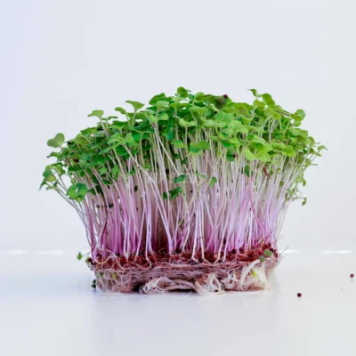 Microgreens de colza con raíces cultivados a partir de nuestras semillas