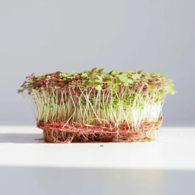 Microgreens de Perilla Shiso BiColor cultivadas a partir de nuestras semillas