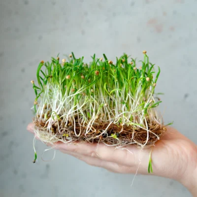 Σπανάκι Lorelay microgreens καλλιεργημένα από MP Seeds σπόρους