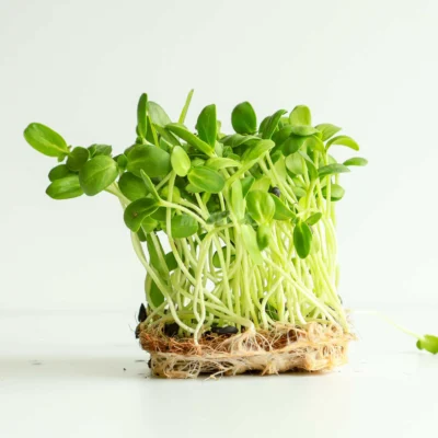 Microgreens de giarsol pequeño cultivados a partir de semillas MP Seeds