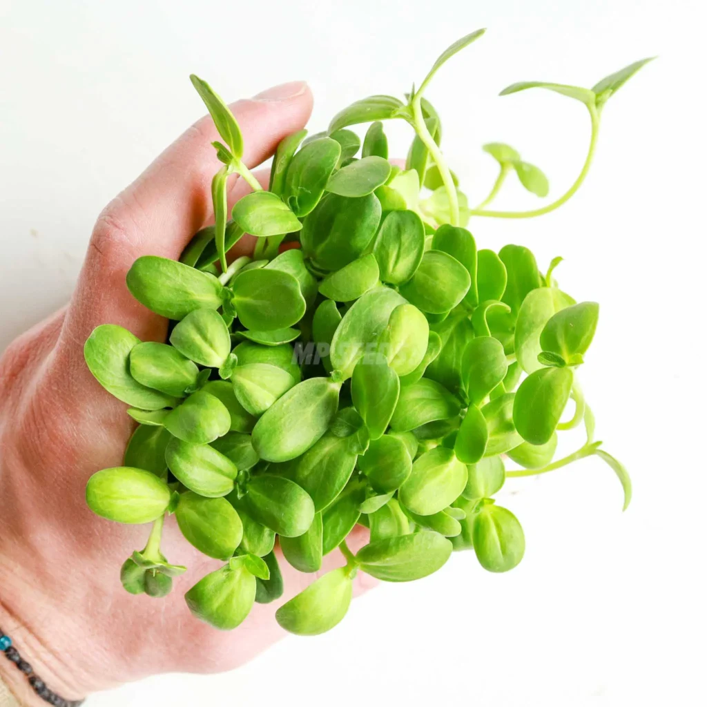 Microgreens de girasol coltivados a partir de nuestras semillas