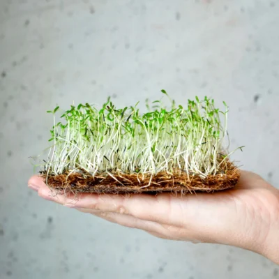 Κατιφές, Citron microgreens καλλιεργημένα από MP Seeds σπόρους - πλαϊνή όψη