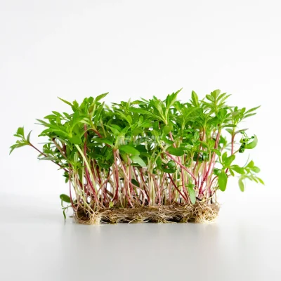 Microgreens de tagete mexicano cultivados a partir de semillas de MP SEEDS.