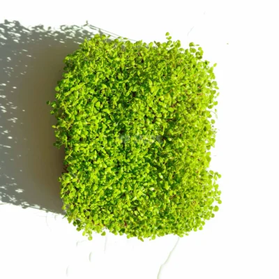 Microgreens de Tomillo cultivadas a partir de semillas de MP SEEDS