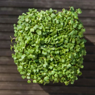 Microgreens de Nabo cultivadas a partir de nuestras semillas