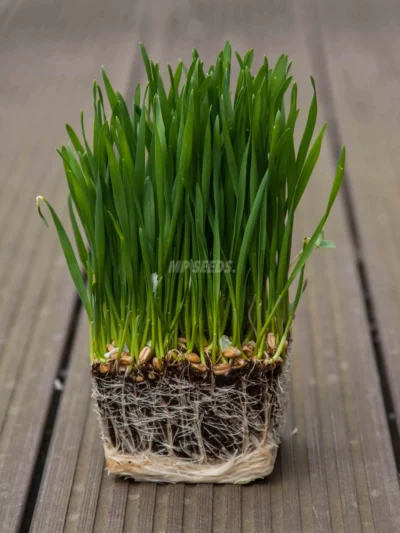 Σιτάρι, microgreens καλλιεργημένα από MP Seeds σπόρους - πλαϊνή όψη