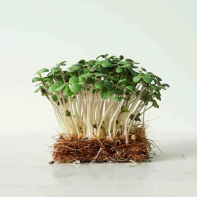 Microgreens de mostaza blanca cultivadas a partir de semillas de MP Seeds