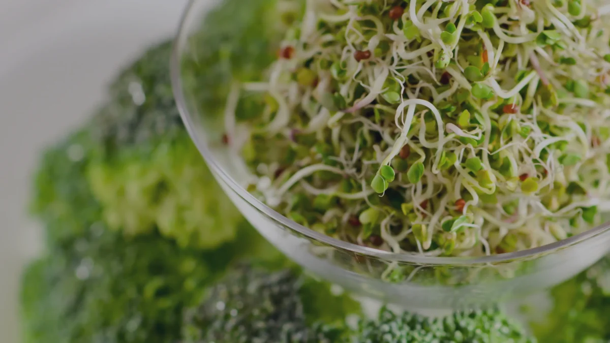 brotes vs microgreens