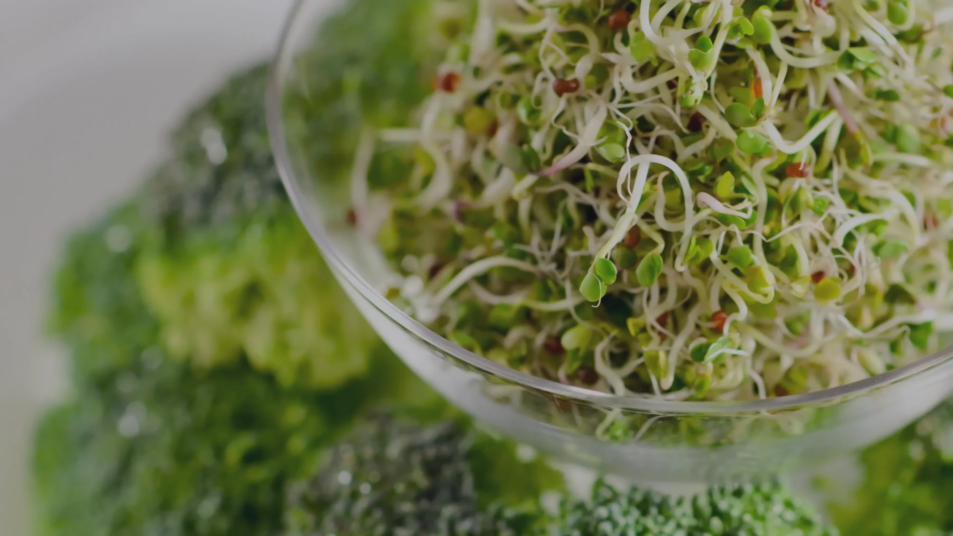 Brotes vs. microgreens: ¡La batalla más épica del mundo vegetal!  