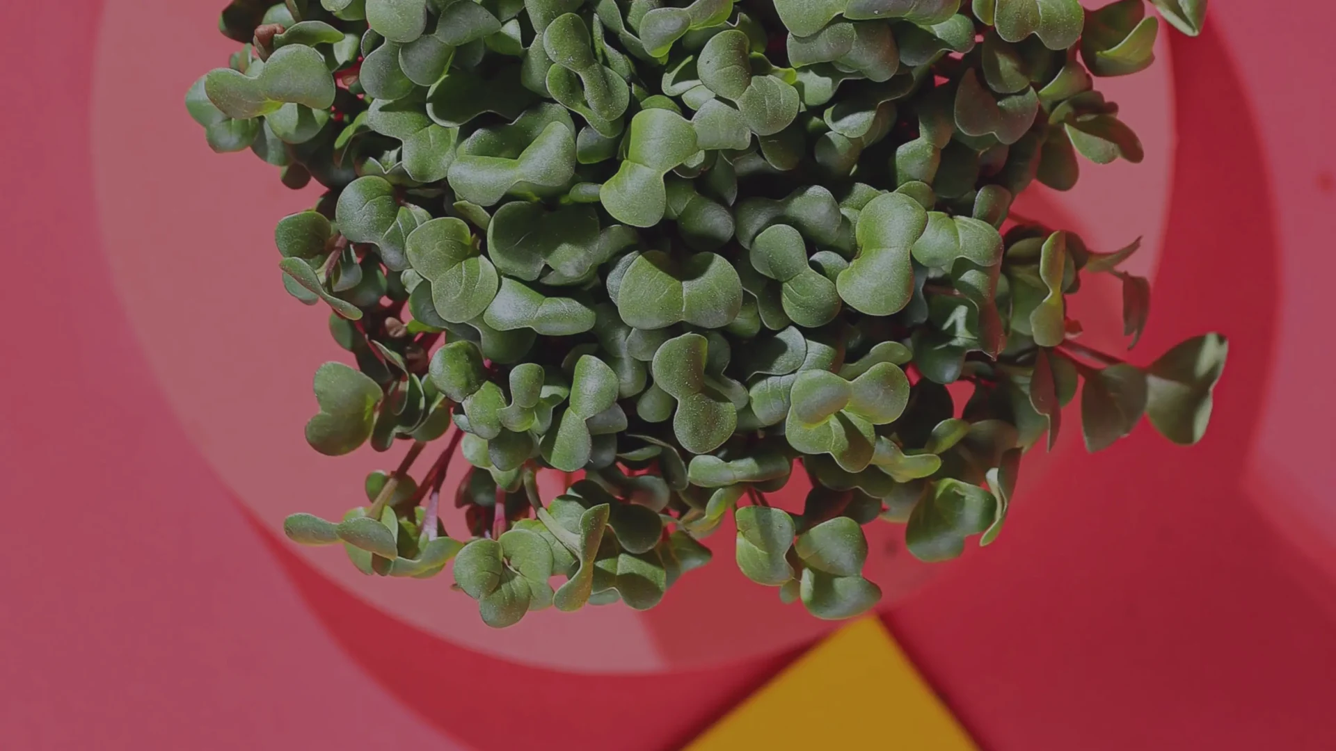 6 motivos para cultivar microgreens de rábano