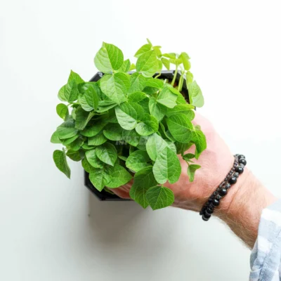 Mano sosteniendo microgreens de Adzuki Red cultivados a partir de semillas de MP SEEDS.