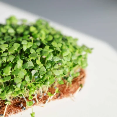 Microgreens de Albahaca variedad Canela cultivados a partir de semillas MP Seeds