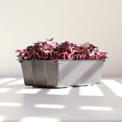 Maceta de cultivo baja 10x14 cm para microgreens